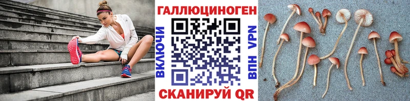 сколько стоит Новоржев Псилоцибиновые грибы GOLDEN TEACHER
